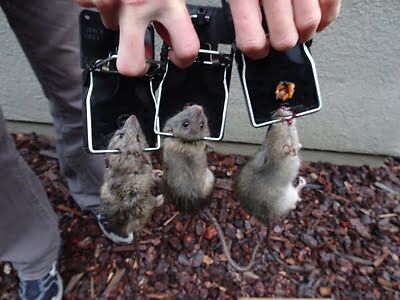 mouse trapping