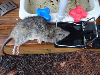 rodent trapping